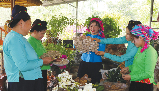 Xã Lâm Thượng (Lào Cai): Khi “người bản số” mở lối phát triển vùng cao