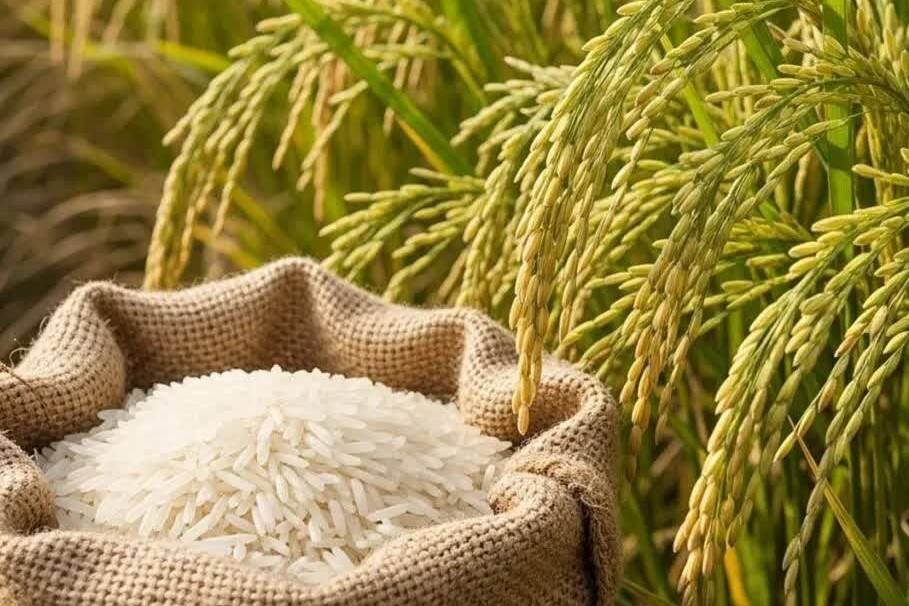 Mỹ dự báo Việt Nam nhập gần 4 triệu tấn gạo, đứng thứ 2 thế giới