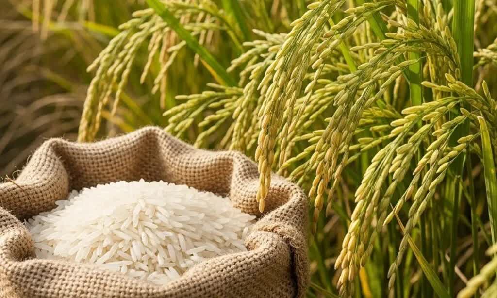 Mỹ dự báo Việt Nam nhập gần 4 triệu tấn gạo, đứng thứ 2 thế giới