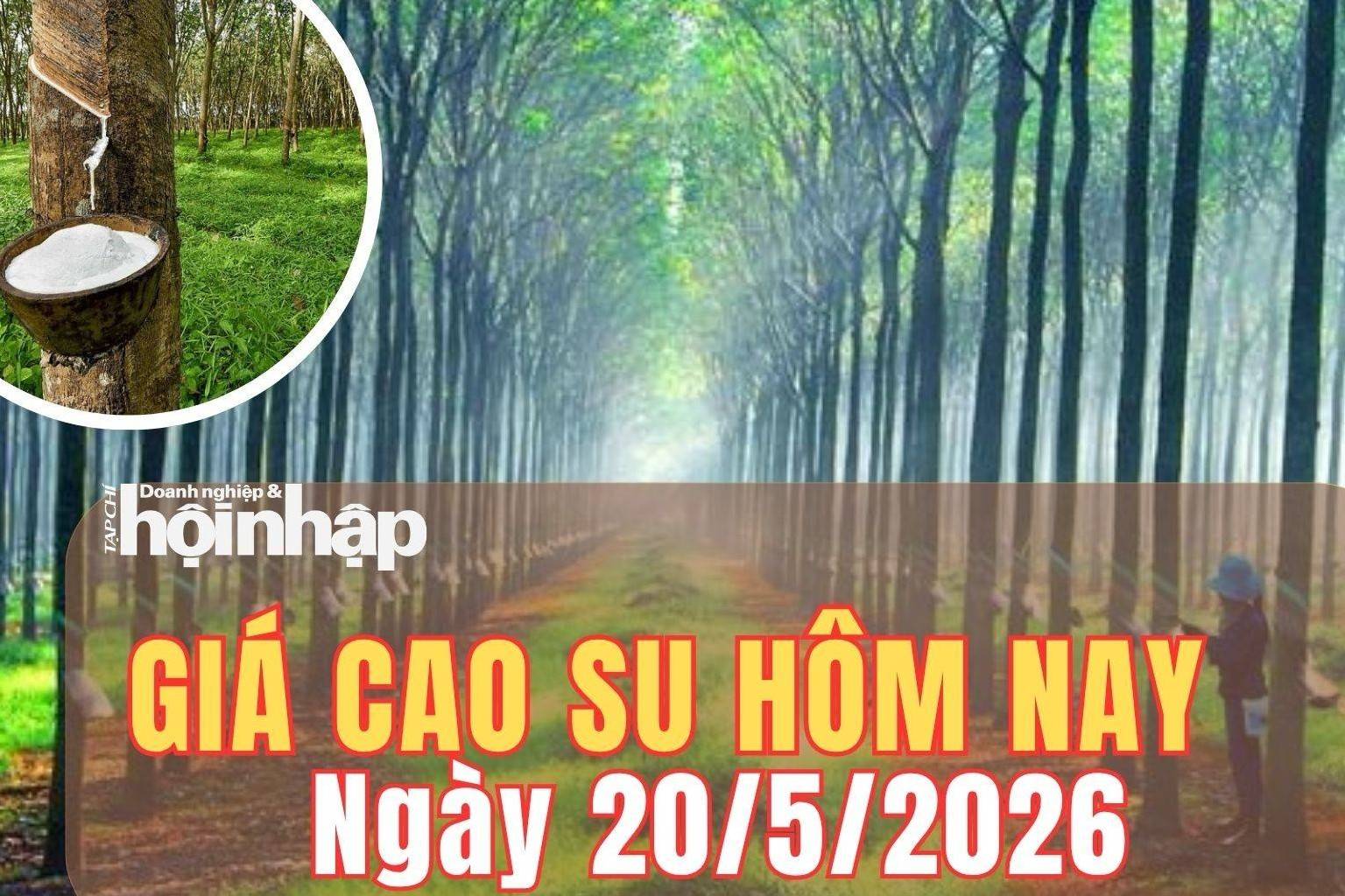 Giá cao su hôm nay 20/5/2026: Giá cao su tăng trên sàn Thượng Hải