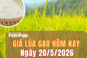Giá lúa gạo hôm nay 20/5/2026: Giá lúa tươi tăng mạnh