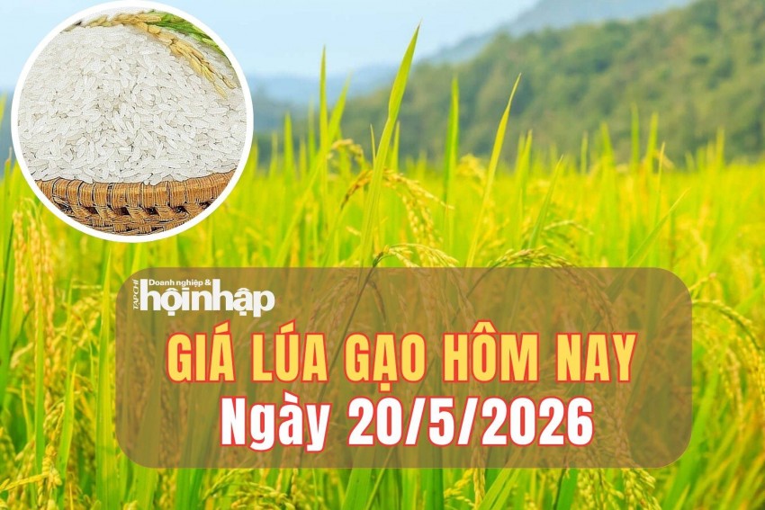Giá lúa gạo hôm nay 20/5/2026: Giá lúa tươi tăng mạnh