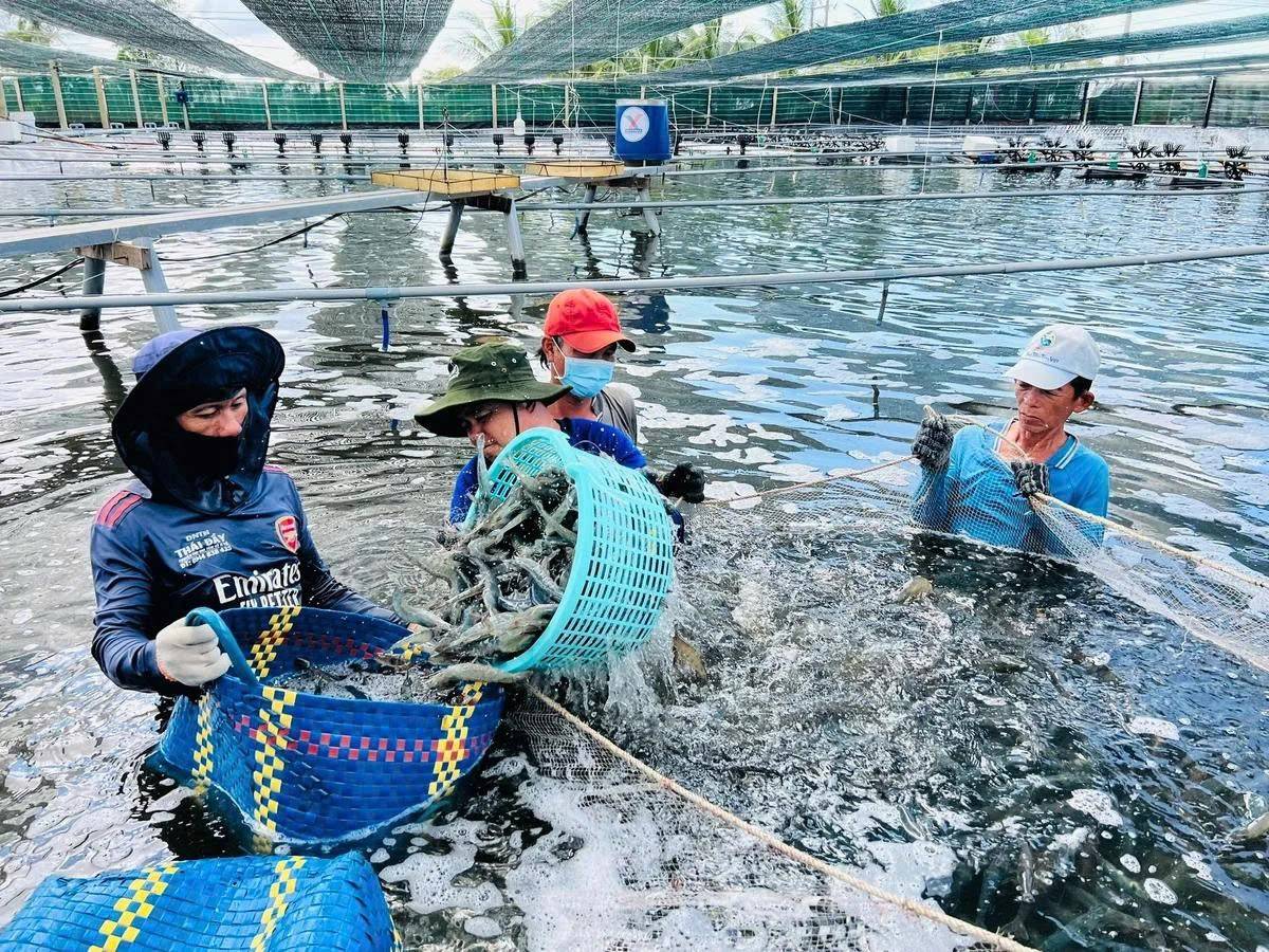 Cà Mau Là một địa phương ở địa đầu cực Nam Tổ quốc với thế mạnh thủy sản