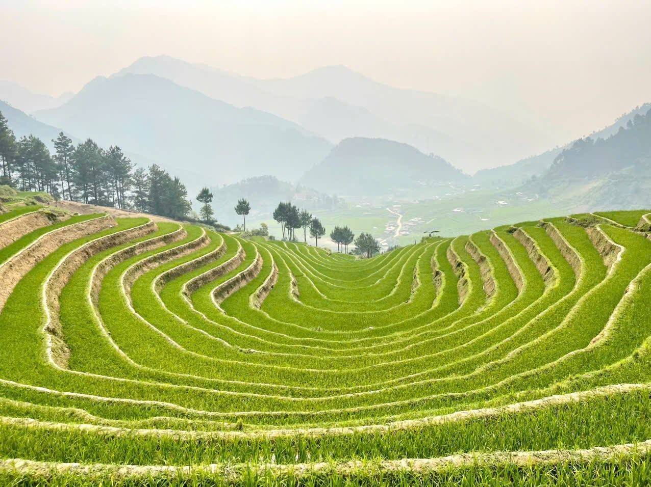 chiêm ngưỡng vẻ đẹp của võng lúa  Xà Hồ( chòm Tàng Ghênh, thôn Sáng Pao, xã Hạnh Phúc, tỉnh Lào Cai) 