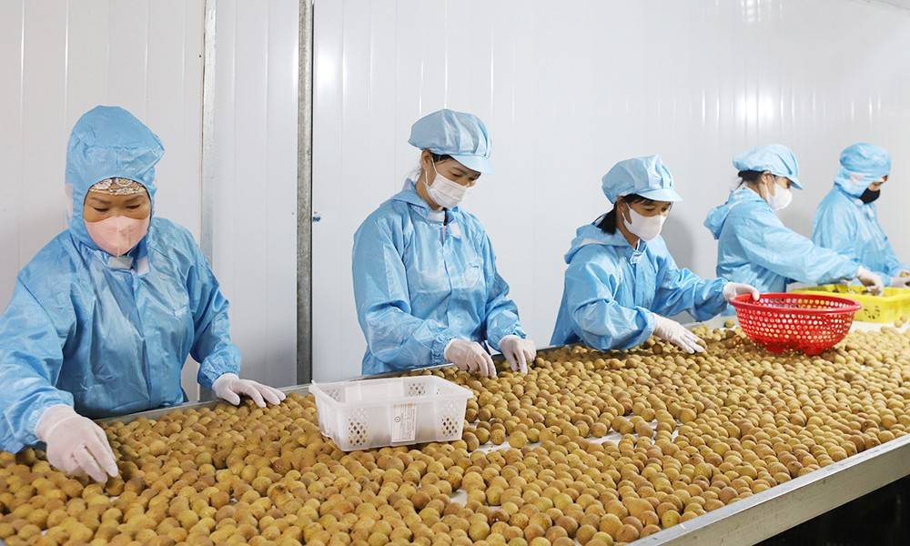 Bắc Ninh siết chặt quản lý mã số vùng trồng, nâng chất lượng nông sản xuất khẩu