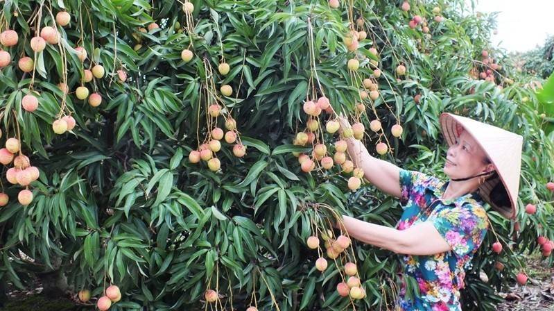 Bắc Ninh siết chặt quản lý mã số vùng trồng, nâng chất lượng nông sản xuất khẩu