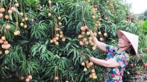 Bắc Ninh siết chặt quản lý mã số vùng trồng, nâng chất lượng nông sản xuất khẩu