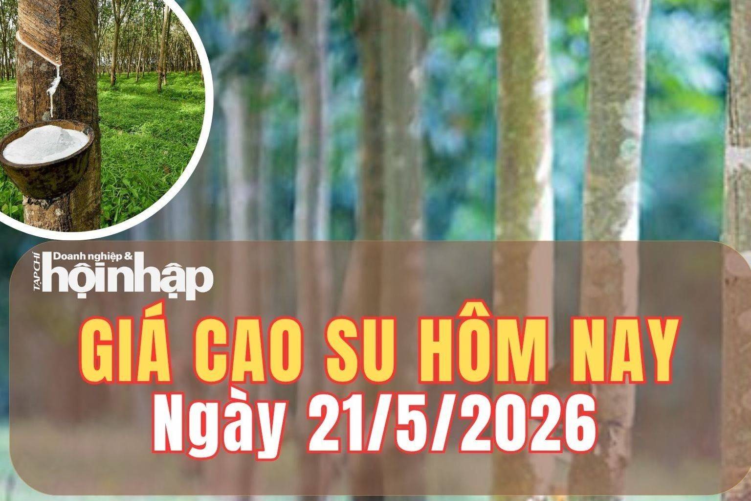 Giá cao su hôm nay 21/5/2026: Giá cao su trong nước đi ngang, thị trường châu Á trái chiều
