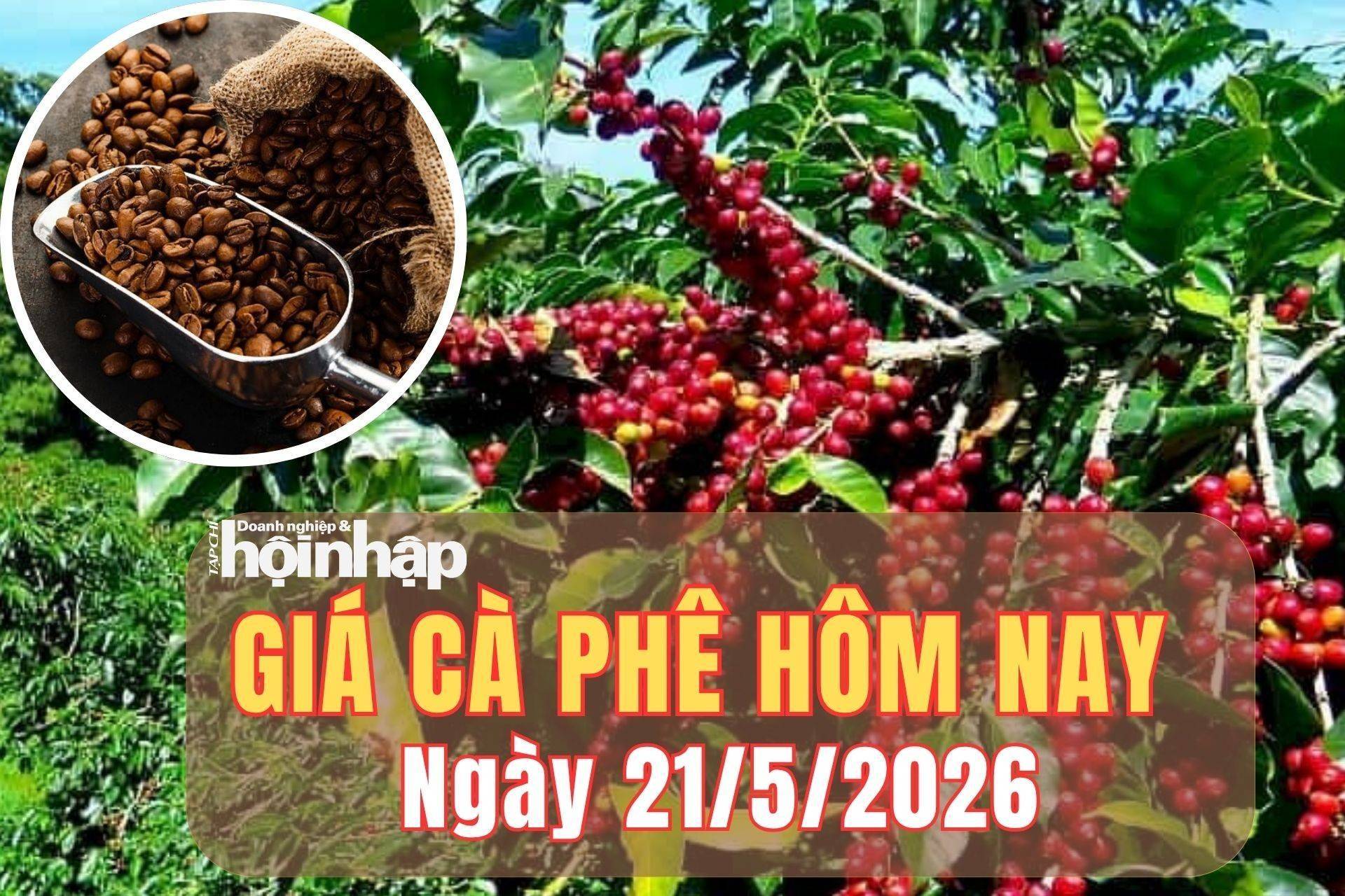Giá cà phê hôm nay 21/5/2026: Giá cà phê trong nước đảo chiều tăng, robusta thế giới chịu áp lực giảm