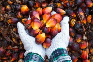 Indonesia siết xuất khẩu than và dầu cọ: Doanh nghiệp Việt đối mặt nguy cơ đứt gãy nguồn cung