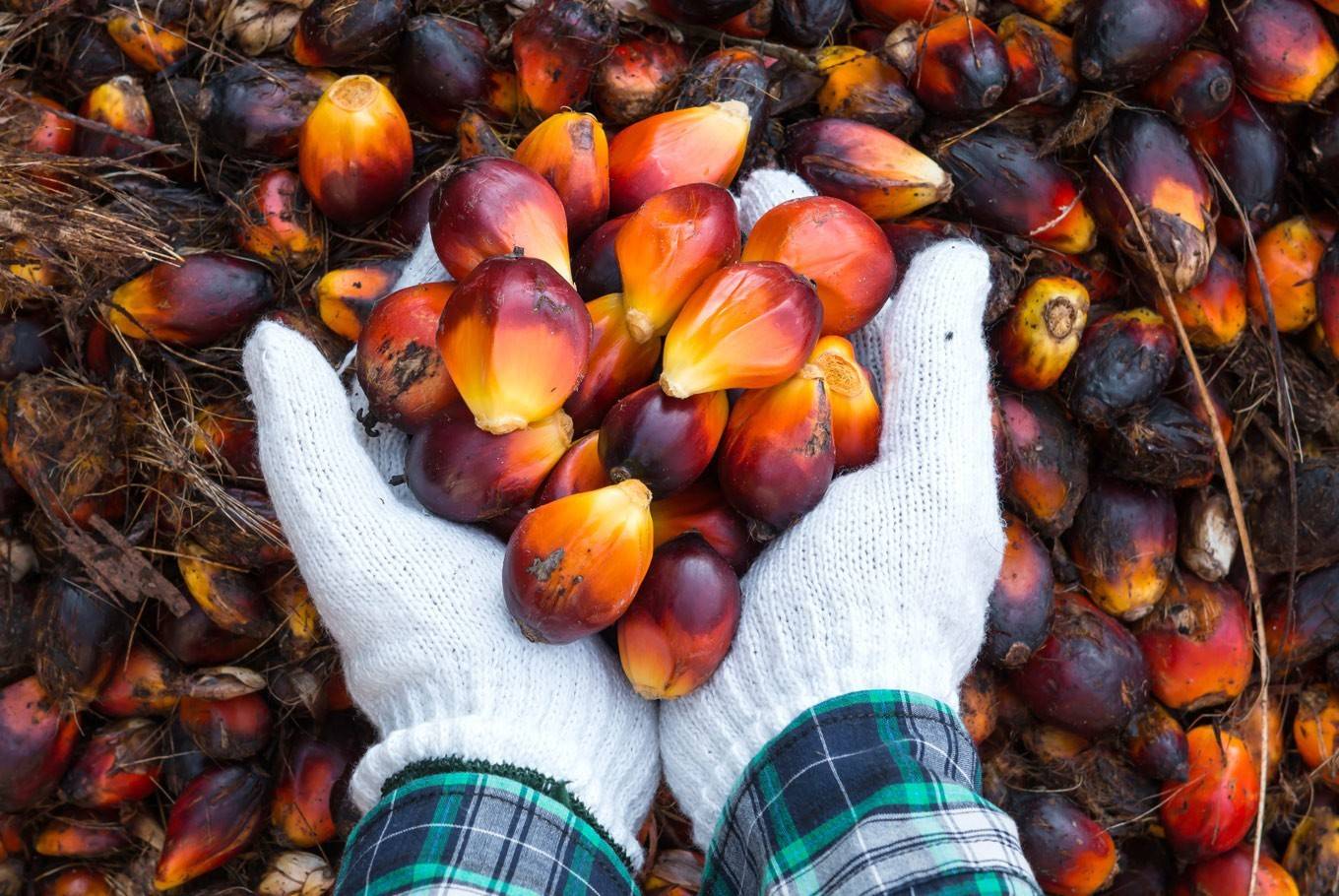 Indonesia siết xuất khẩu than và dầu cọ: Doanh nghiệp Việt đối mặt nguy cơ đứt gãy nguồn cung