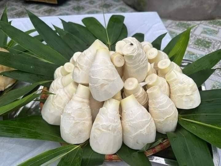 Phát triển măng lục trúc, mở hướng nâng cao thu nhập nông dân vùng cao Lào Cai