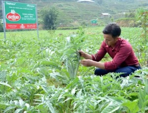 Lào Cai khơi dậy tiềm năng dược liệu, tạo sinh kế cho người dân vùng cao
