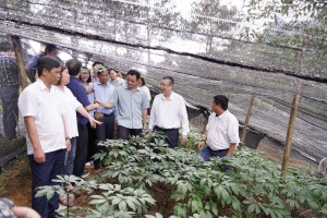 Lào Cai: Dược liệu dưới tán rừng mở không gian phát triển xanh cho Bắc Hà