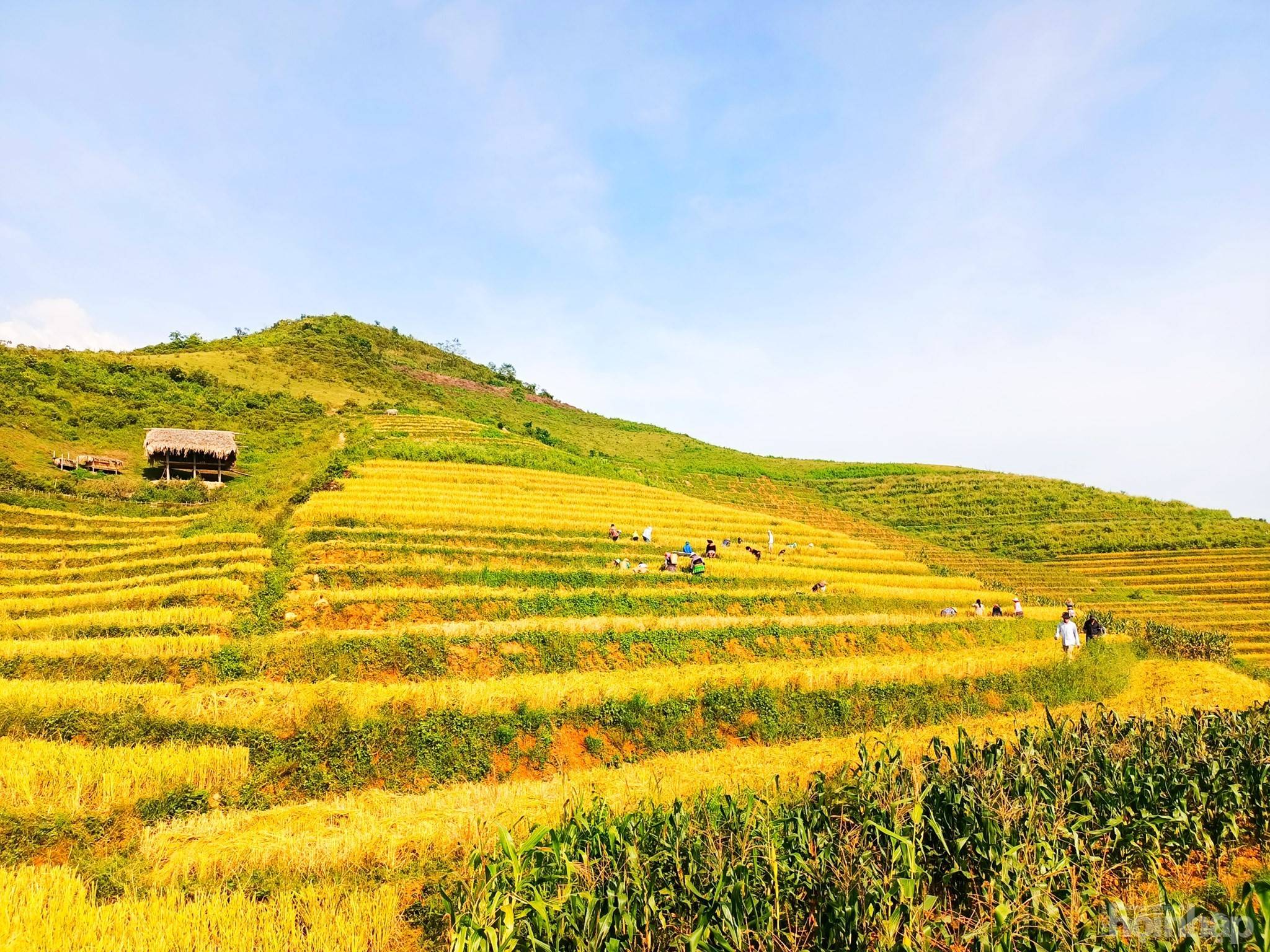 Khe Táu mùa vàng mở lối du lịch sinh thái giữa đại ngàn Phong Dụ Thượng Lào Cai