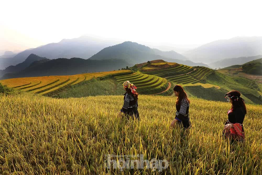 Nguòi dân địa phương đã biết tận hưởng cảnh đẹp Khe Táu mỗi mùa lúa chín