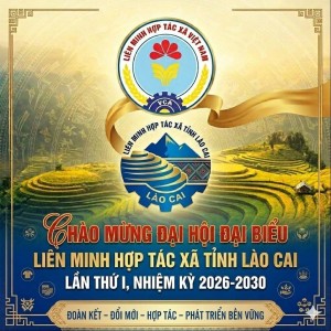 Lào Cai hoàn tất công tác chuẩn bị Đại hội Liên minh Hợp tác xã tỉnh nhiệm kỳ 2026 - 2030