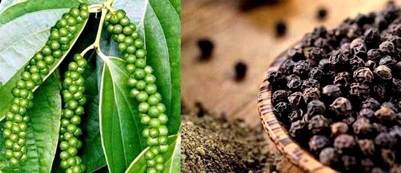 Hạt tiêu Tiên Phước đón chỉ dẫn địa lý và bước đi chiến lược của nông sản Đà Nẵng