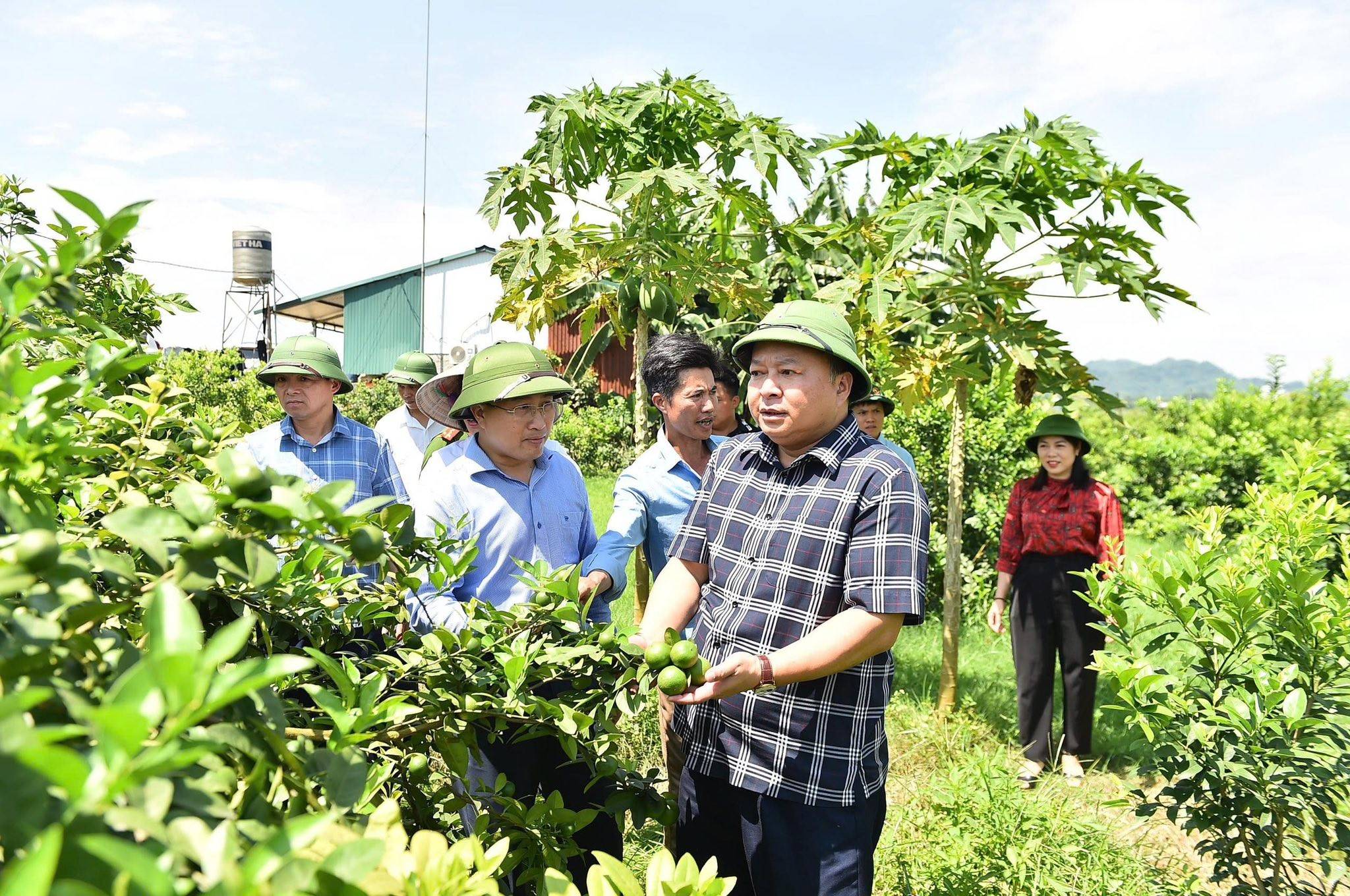 thăm mô hình trồng cây chanh tứ thì tại xã Bình Ca.