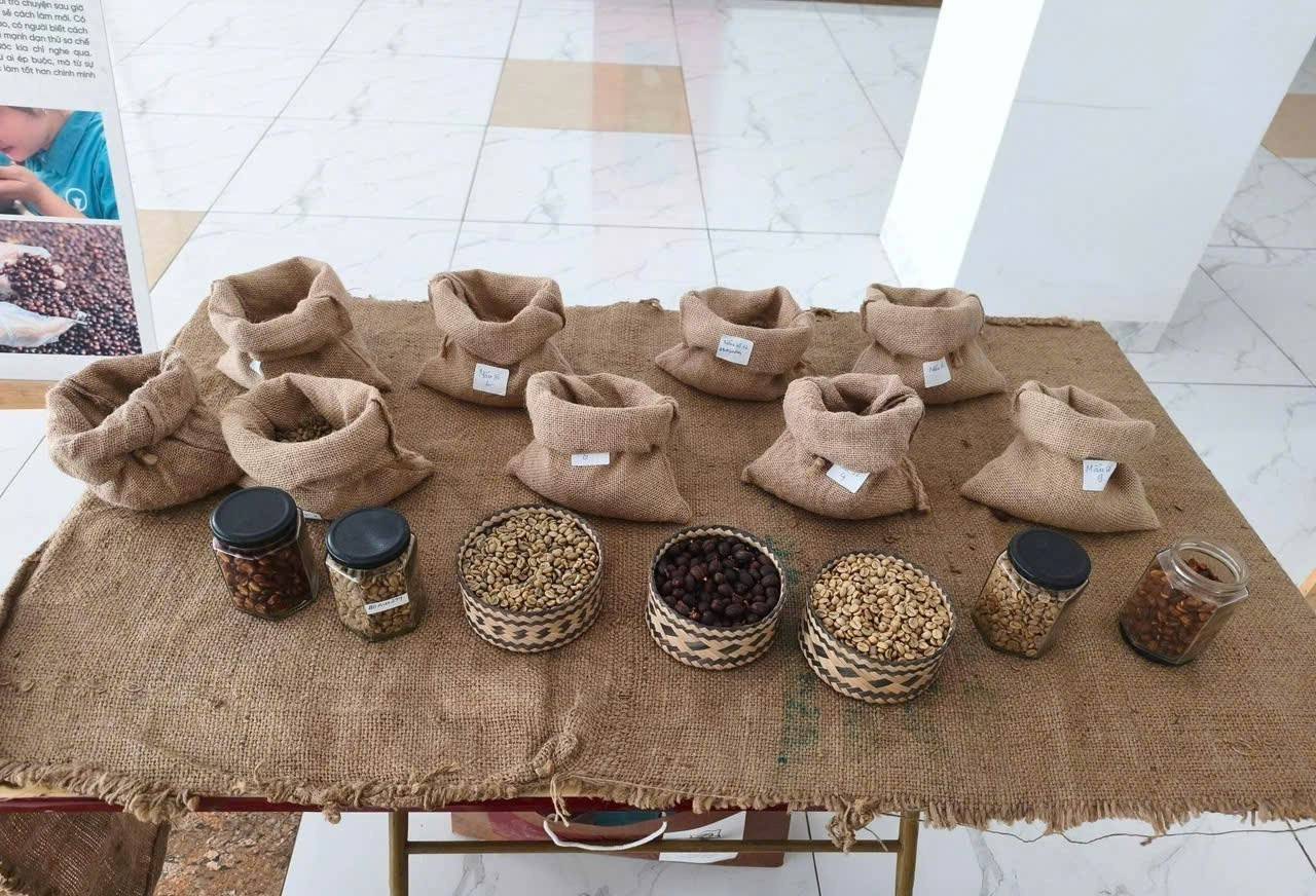 Sản xuất, chế biến, tiêu thụ cà phê bền vững theo hướng sinh thái.