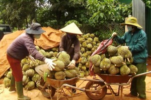 Lễ hội sầu riêng Đắk Lắk sẽ được tổ chức với quy mô lớn nhất từ trước tới nay