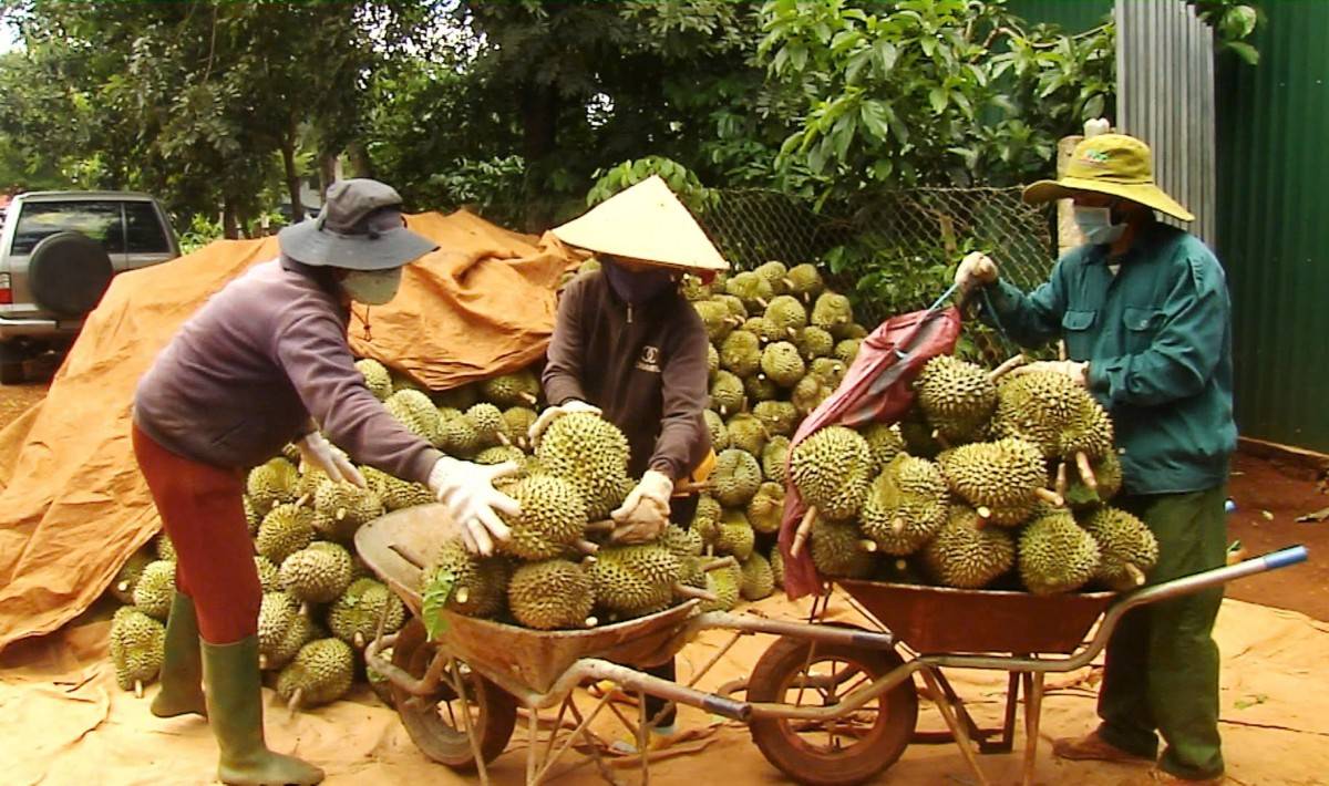 Lễ hội sầu riêng Đắk Lắk sẽ được tổ chức với quy mô lớn nhất từ trước tới nay