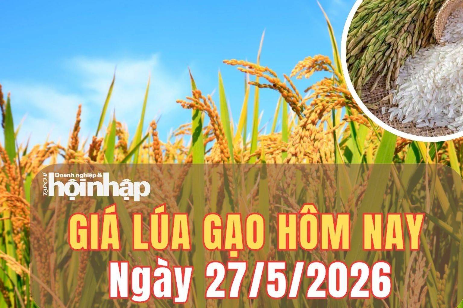 Giá lúa gạo hôm nay 27/5/2026: Giá gạo Thái Lan tăng dựng đứng, thị trường gạo toàn cầu nóng trở lại