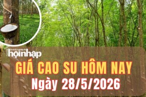 Giá cao su hôm nay 28/5/2026: Giá cao su trên sàn SHFE – Thượng Hải đảo chiều tăng