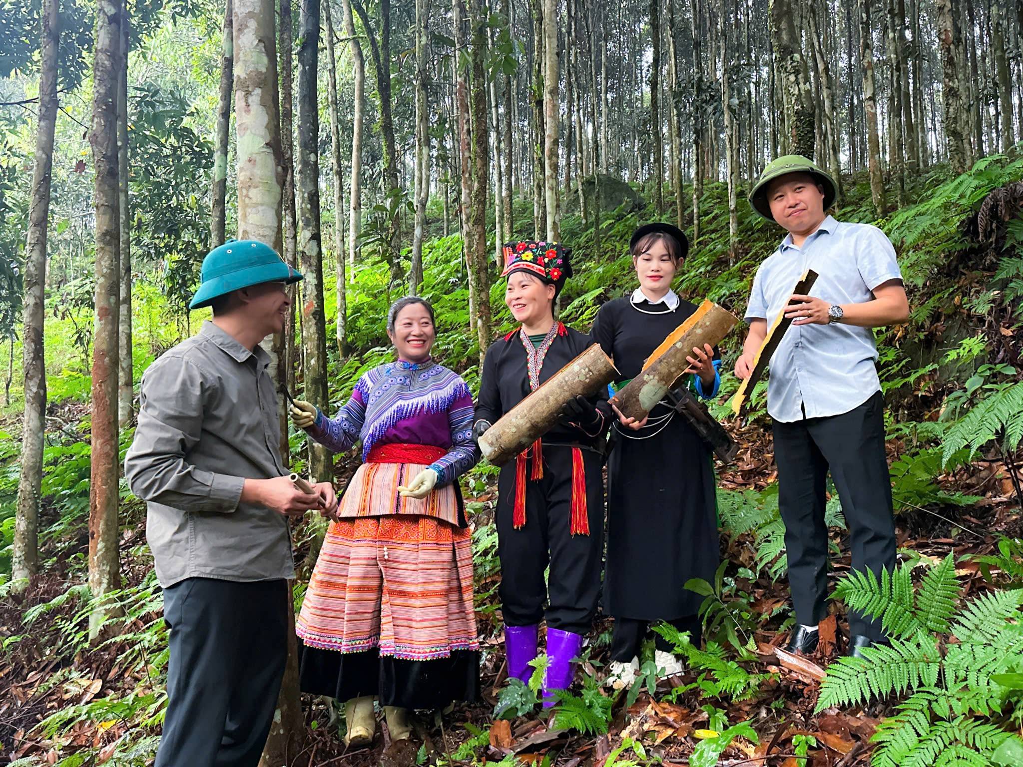 Lào Cai: Tân Hợp nâng tầm cây quế, hướng tới ngành hàng tỷ đồng và chinh phục thị trường quốc tế