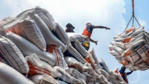 Xuất khẩu gạo Ấn Độ trước "bão lửa" Trung Đông: Nghẽn mạch Basmati, đảo trục sang châu Phi
