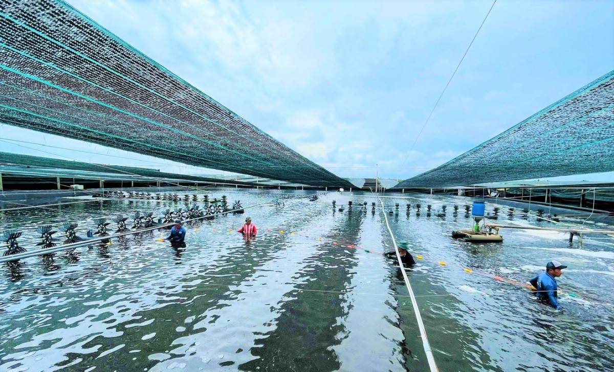 Cà Mau thúc đẩy khoa học công nghệ tạo đột phá tăng trưởng