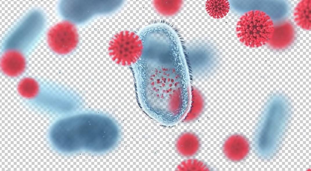 Hiện chưa có vaccine hoặc thuốc điều trị dành riêng cho chủng virus đang gây ra đợt bùng phát Ebola nghiêm trọng tại miền Đông Cộng hòa Dân chủ Congo.