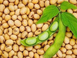 Giá đậu tương leo dốc: Động lực từ nhiên liệu sinh học và tỷ giá