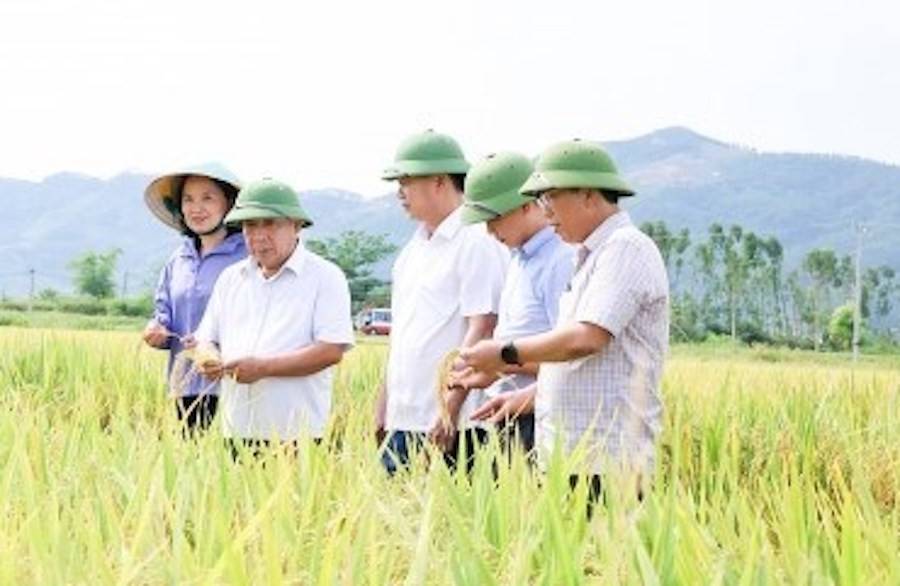 Ông Nguyễn Văn Đệ - Phó Chủ tịch UBND tỉnh Nghệ An đi kiểm tra thực tế tình hình sản xuất, thu hoạch lúa vụ Xuân năm 2026