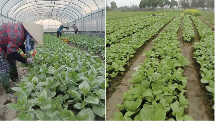 Hợp tác xã Sản xuất và Tiêu thụ rau an toàn Bắc Hồng coi chuyển đổi xanh là nhu cầu tất yếu để phát triển bền vững. Ảnh: HTXCC.