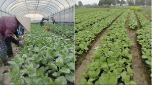 Hợp tác xã chuyển đổi số, sản xuất xanh hướng tới nông nghiệp an toàn và thân thiện môi trường