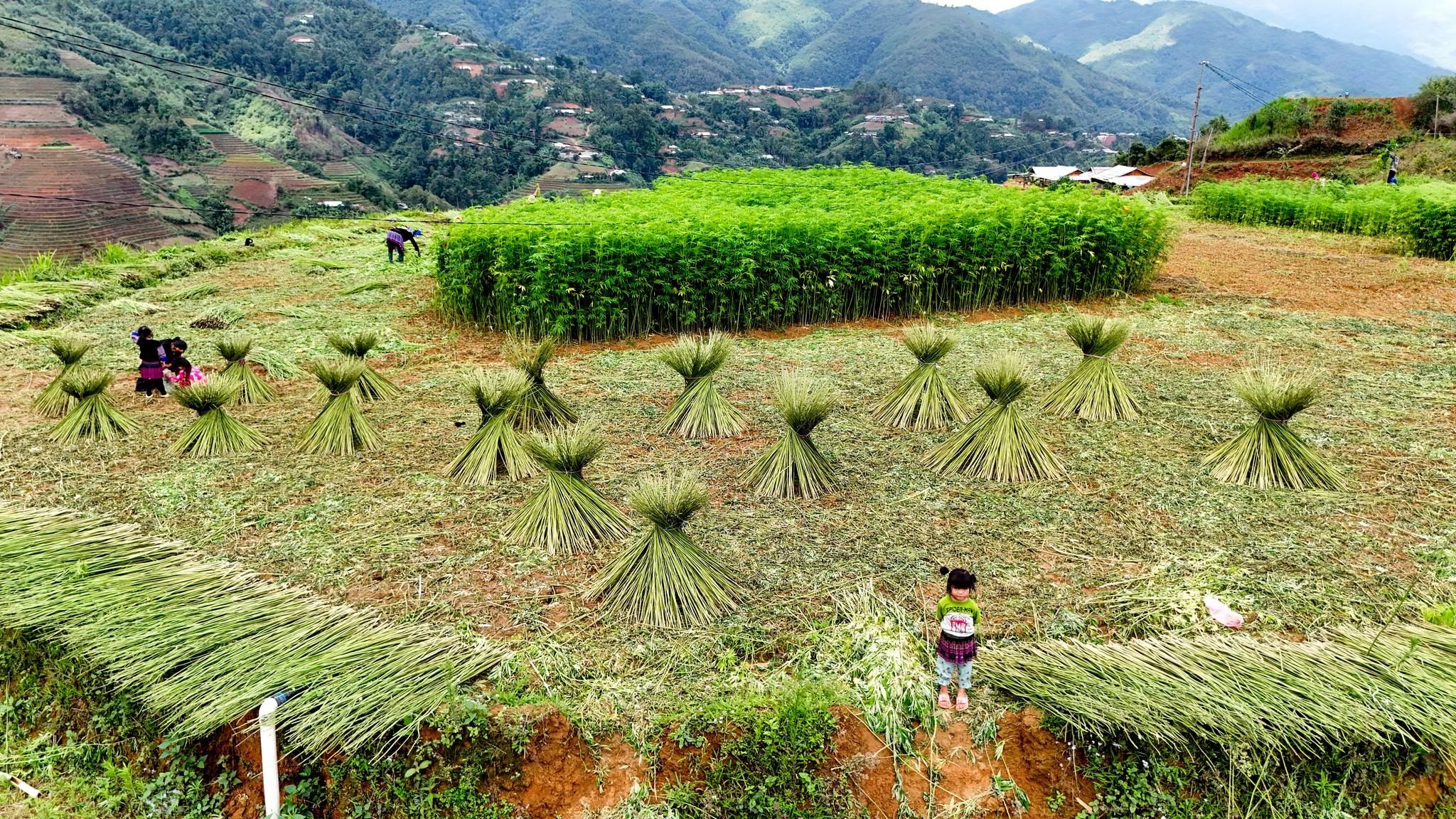 Nghề lanh – Sinh kế bền vững gắn với bảo tồn văn hóa