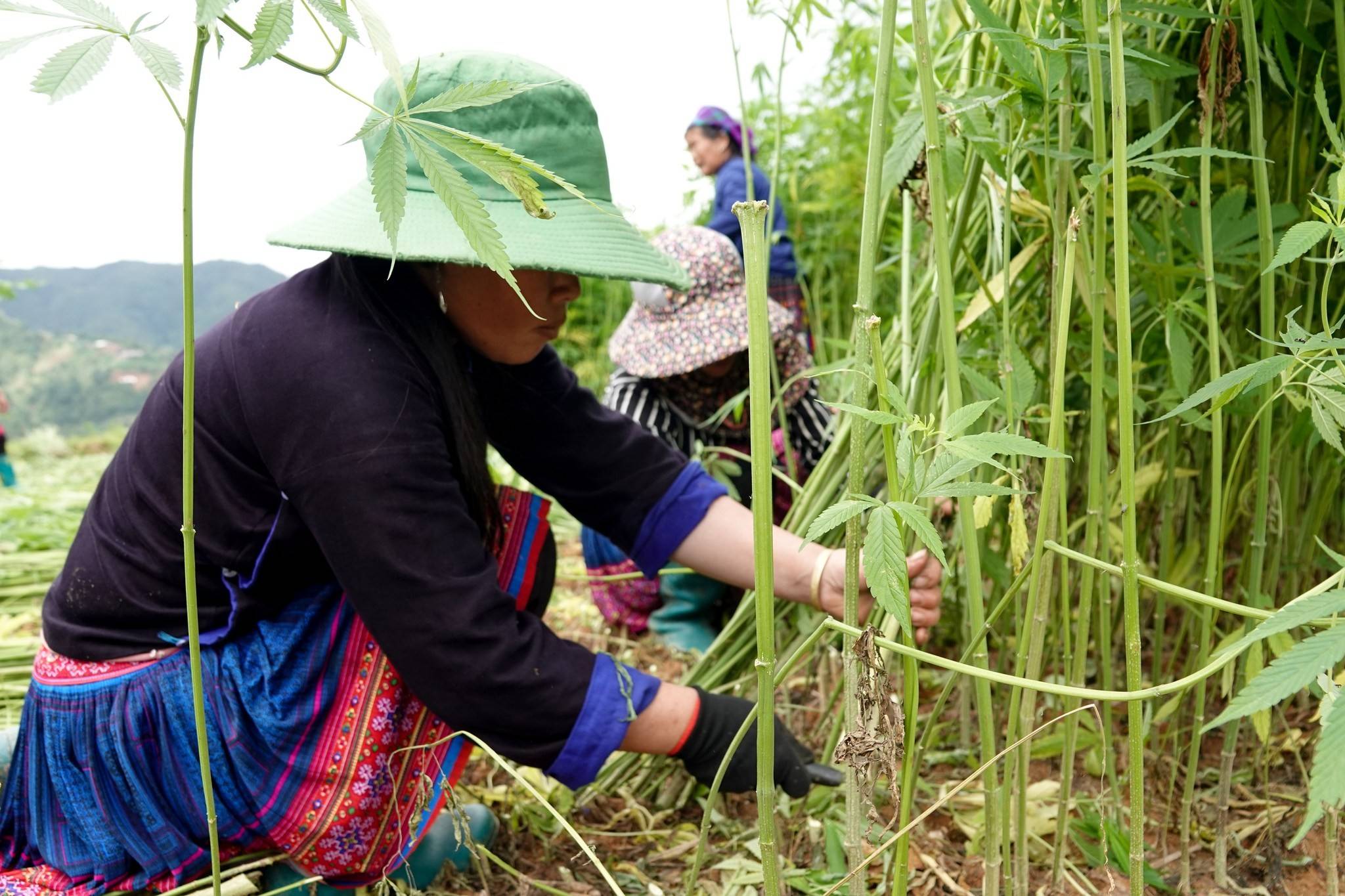 Mùa lanh Lao Chải: Sắc màu lao động dệt nên bản sắc văn hóa H'Mông vùng cao Tây Bắc