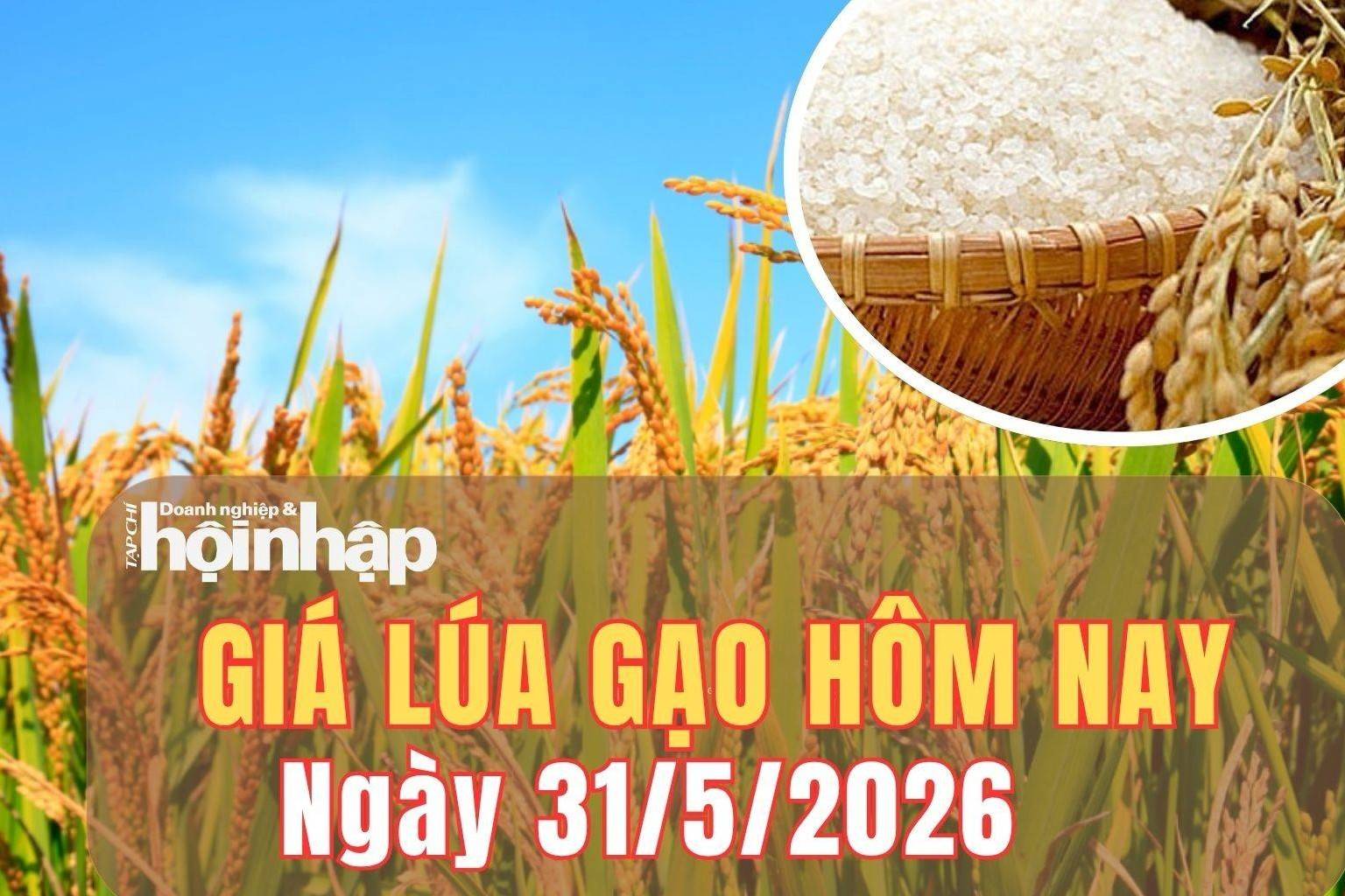 Giá lúa gạo hôm nay 31/5/2026: Giá lúa gạo Việt Nam ổn định, Philippines lo thiếu hụt nguồn cung