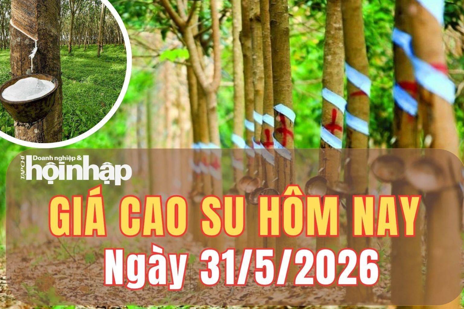 Giá cao su hôm nay 31/5/2026: Phiên cuối tuần, giá cao thế giới duy trì đà tăng