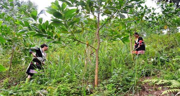Kinh tế rừng bền vững đang mở ra hướng phát triển xanh cho ngành lâm nghiệp Tuyên Quang.