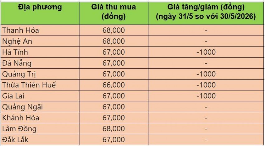 Bảng giá heo hơi tại miền Trung - Tây Nguyên hôm nay 31/5/2026