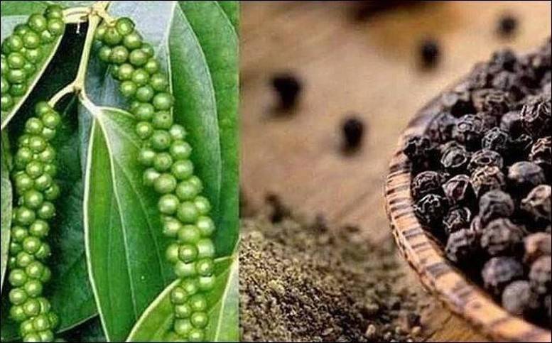 Sau một giai đoạn trầm lắng, thị trường hồ tiêu đang bước vào một chu kỳ mới với sự bùng nổ về kim ngạch xuất khẩu tại các thị trường trọng điểm như Mỹ và Trung Quốc, song cũng đồng thời đối mặt với tình trạng thắt chặt nguồn cung toàn cầu và các rào cản kỹ thuật ngày càng khắt khe.