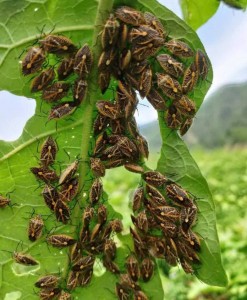 Thanh Hóa: 6 người nhập viện sau khi ăn bọ xít bắt ngoài tự nhiên