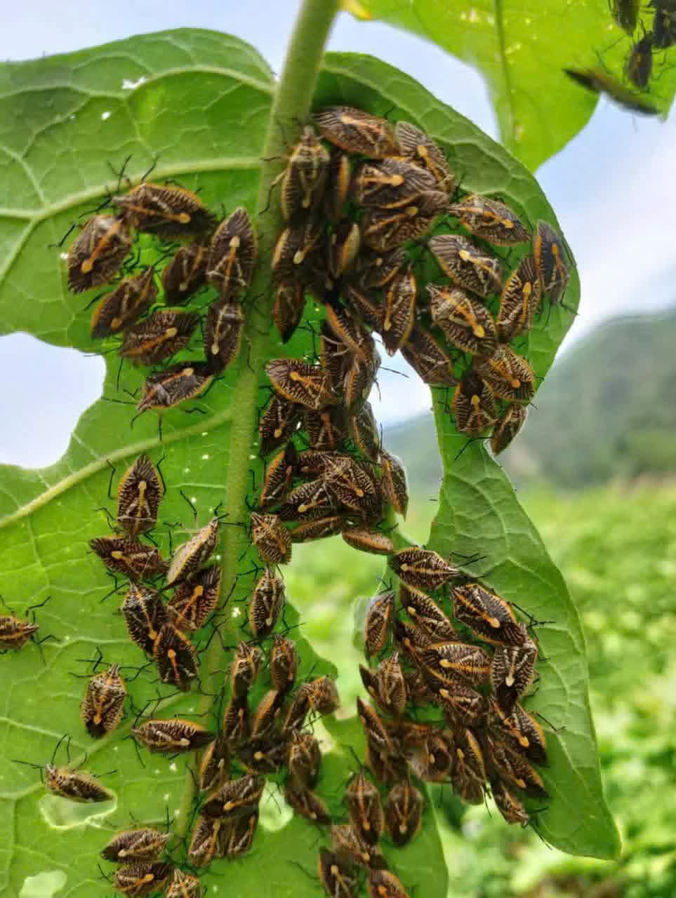 Chính quyền địa phương khuyến cáo người dân tuyệt đối không săn bắt, chế biến và sử dụng các loại bọ xít, sâu, côn trùng lạ hoặc động vật không rõ nguồn gốc làm thực phẩm