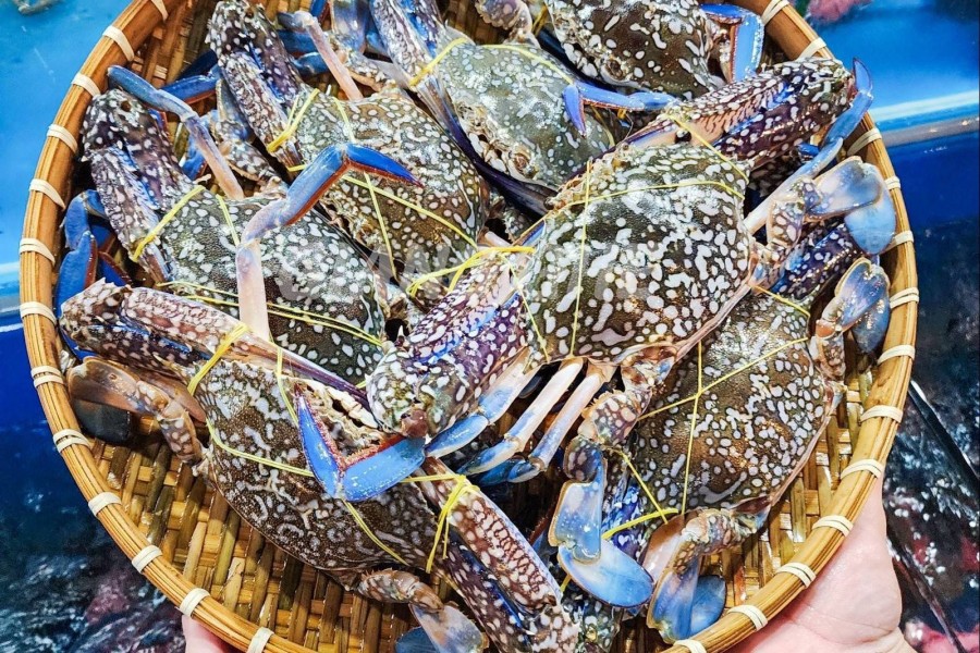 Thủy sản Việt Nam tại Mỹ: Ghẹ đón cơ hội mở rộng thị phần, tôm và cá ngừ nhiều thách thức