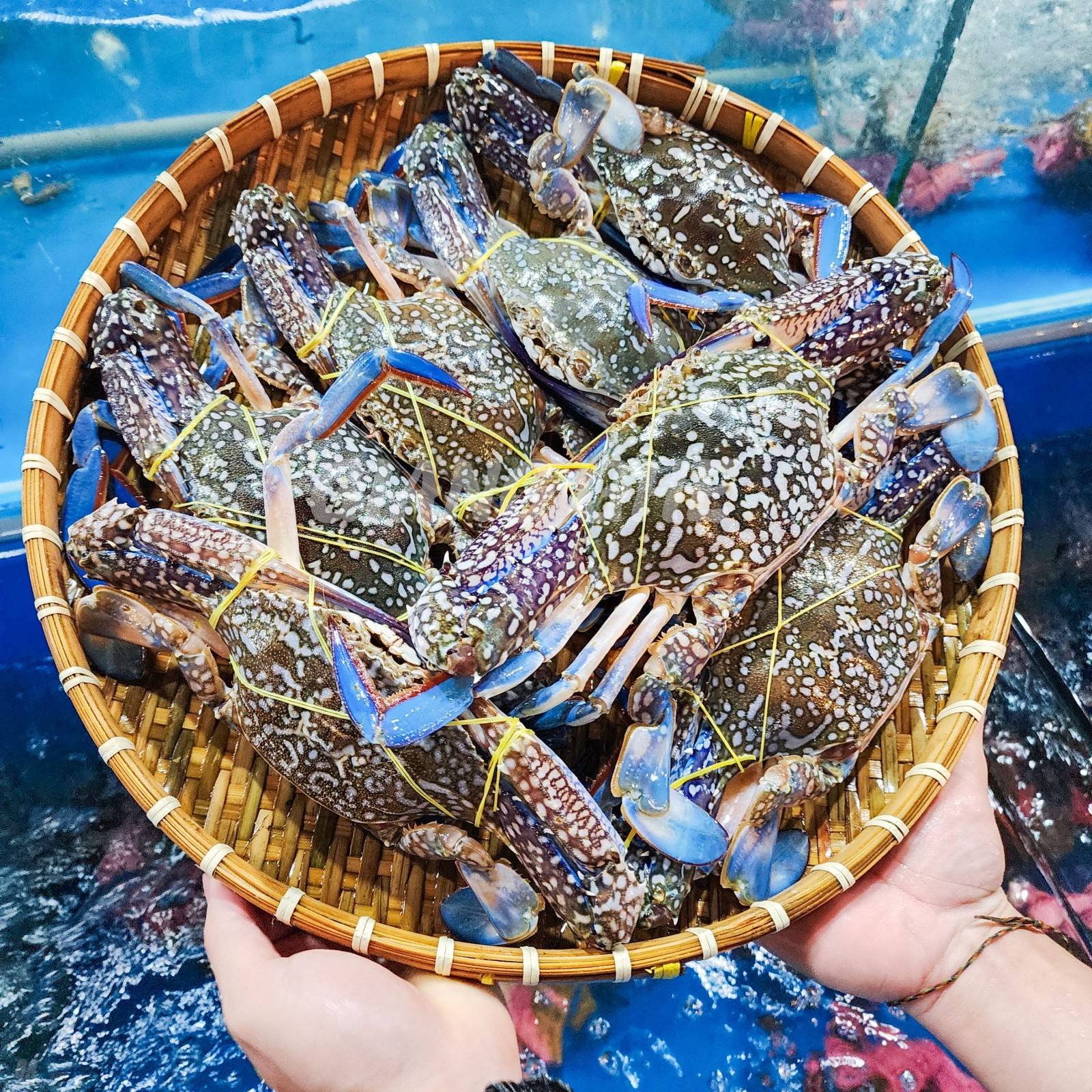 Thủy sản Việt Nam tại Mỹ: Ghẹ đón cơ hội mở rộng thị phần, tôm và cá ngừ nhiều thách thức