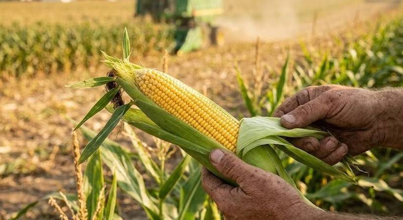 Ngô chịu áp lực kép từ giá năng lượng và nguồn cung dồi dào