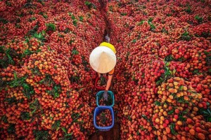 Vải thiều Bắc Ninh chinh phục thị trường quốc tế