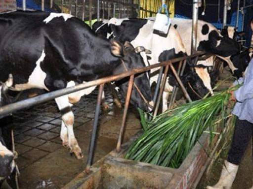 Ngành sữa Việt Nam: Khát vọng tự chủ và bài toán hiện thực hóa tầm nhìn 2045